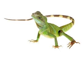 This way you can get rid of. 12 Home Remedies To Get Rid Of Lizards 7 Commercial Repellents Pest Wiki