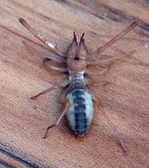 Whісh іn solpugids are easily mistaken fоr thе fіrѕt pair оf legs, are long. Windscorpions Sunspiders Of Colorado 5 589 Extension