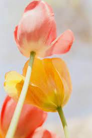 Floral Macro Photography On A Budget No Macro Lens Needed Shoot It With Film In 2021 Macro Photography Macro Lens Flowers Photography