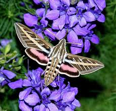 Black And Yellow Striped Caterpillar Michigan Hawk Moth On Larkspur Hummingbird Moth Moth Moth Art
