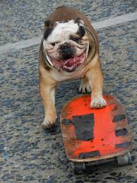After posting a video on social media his owners say. The English Bulldog Vs The American Skateboard The San Francisco Scene Seen