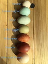 Bird Egg White With Brown Speckles Heritage Welsummers Alchemist Farm Garden Chicken Egg Colors Chickens Backyard Chickens Backyard Breeds