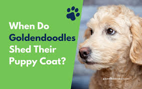A dog sporting a goldendoodle teddy bear cut? When Do Goldendoodles Shed Their Puppy Coat