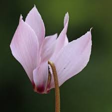Cilicium n (genitive ciliciī or cilicī); Cyclamen Cilicium Was Bluht Jetzt