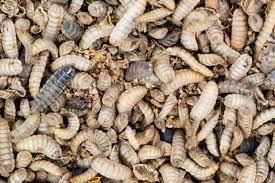 All companies will accept a gary's job board application in addition to their other methods. World S Largest Insect Protein Farm Signals Future Of Food Supply