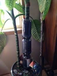 Shortening And Propagating A Huge Dieffenbachia Amoena Propagation Dumb Cane Plant Air Layering