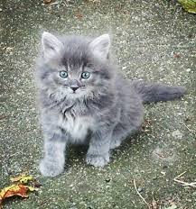 Pin On I Love Kittens