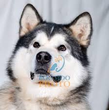 Directorul general al companiei e.on romania, frank hajdinjak, sustine ca gazele naturale se vor scumpi foarte mult spre finalul acestui an, din cauza cotatiilor ridicate din acest moment ale petrolului. E On Gaz Romania