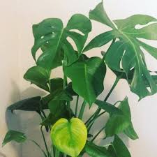Yellowing Is A Milder Sign That Your Monstera Might Be Overwatered There Are Other Causes But If You Notice This Sign Check The Plants Plant Leaves Monstera