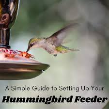 Mar 13, 2021 · trying hummingbird nectar recipes with honey or other sugars. A Simple Guide To Setting Up Your Hummingbird Feeder Dengarden