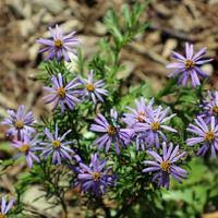 Image result for Felicia filifolia