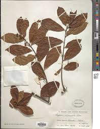 Image result for Hugonia platysepala