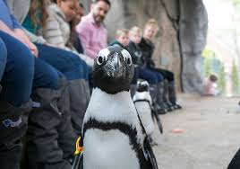 We decided to surprise our daughter for her 9th, and we were thrilled at the experience. 13 Unique Animal Experiences Your Kids Will Go Wild For Chicago Parent