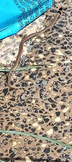 Identification please, Ipswich