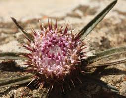 Image result for Stenostelma corniculatum