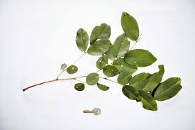 Image result for Pterocarpus