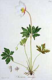 Wood Anemone By Lfj Hoquart Floral Painting Wood Anemone Anemone Tattoo