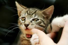 Image result for Cat Bite