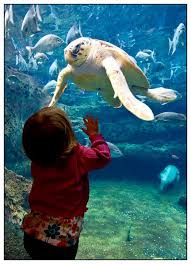 Untitled 6 Georgia Aquarium Sea Creatures Sea Turtle