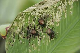How To Control Japanese Beetle Japanese Beetles Japanese Beetle Control Beetle