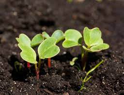 When to plant radish plant radishes in both the spring and fall. Radish Seed Starting Tips