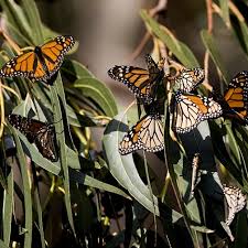 The male blue tiger butterfly collects the pollen as it contains pheromones that make it poisonous to the birds but very attractive to the female blue tiger butterfly. 3 Incredible Butterfly Migrations Australian Butterfly Sanctuary