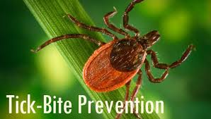 My daughter has bites on her legs also. Do You Know The Tips To Prevent Ticks Green Jax Project