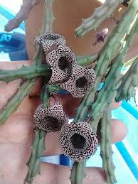 Image result for Huernia volkartii
