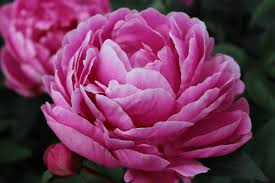 Please come visit us and check out this peony at the peony showgarden holland. Paeonia Margaret Truman Verschoor Horticulture