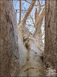 Image result for Adansonia digitata