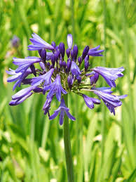 Image result for Agapanthus codii