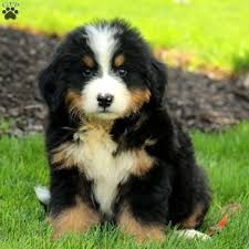 Bernese Mountain Dog Puppy All Black Quincy Bernese Mountain Dog Puppy For Sale In Pennsylvania Mit Bildern Hunde Sennenhund Tiere