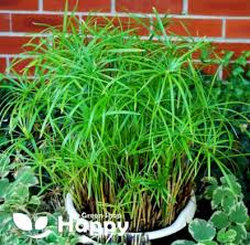 Image result for Cyperus amauropus