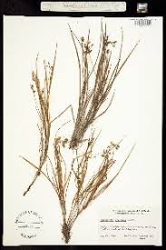 Image result for Commelina triangulispatha