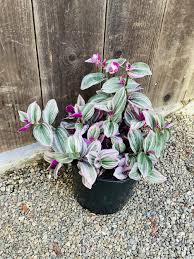 Image result for Vahadenia laurentii