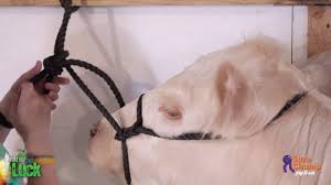 Show Cattle How To Tie Up A Show Calf Show Cattle Livestock Quotes Show Cows