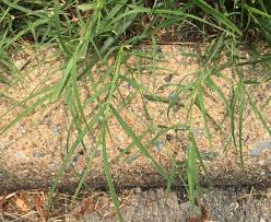 Check spelling or type a new query. How To Control Bermuda Grass In Your Virginia Lawn