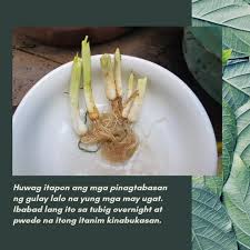 Check spelling or type a new query. Reuse Rather Than Dispose Tips On How To Plant Your Kitchen Scraps Agriculture Monthly
