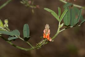 Image result for Indigofera praticola