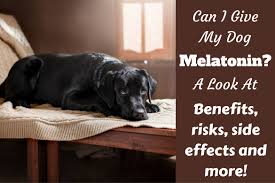 Melatonin For Dogs Is It Safe For Puppies Dosage Risks
