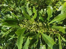 Image result for Cadaba natalensis