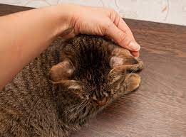 It may be harder to spot the fleas. 5 Ailments Hair Loss In Cats Can Be A Symptom Of The Catnip Times