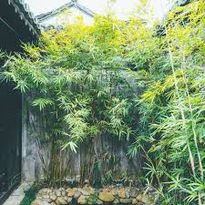 A guide to selecting & growing bamboo in your garden. Beware Of Invasive Bamboo Taking Over Gardens Experts Warn