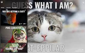 Want the best of buzzfeed animals in your inbox? Funny Animal Memes Hd Wallpapers New Tab