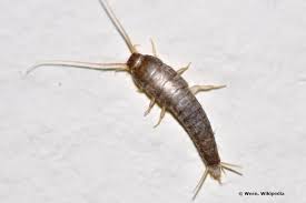 Ich hab' mit meinem babe noch ein date, und die ist scharf. Wie Gefahrlich Sind Silberfische Wirklich Welche Ursachen Haben Sie
