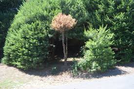 Selective pesticides and when their use may be warranted. Insect Pest Alert Turpentine Beetles Infest Landscape White Pine Ecological Landscape Alliance