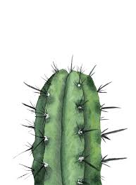 The javelinas live in the american deserts and live off of plants, cactus, and flowers. 900 Canvas Paint Ideas In 2021 Art Art Inspiration Art Painting