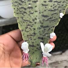 Kalanchoe Gastonis Bonnieri Donkey Ears Palm Beachbells Kalanchoe Adolphi Engleri Succulent Live Plant B Planting Succulents Cacti And Succulents Succulents