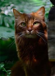 Dark Ginger Russet Cat With Yellow Amber Eyes Catwiki Kopek Cats Kedi