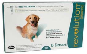 Symptoms of parasitic drug (ivermectin) poisoning in dogs symptoms of ivermectin poisoning can appear approximately within 5 hours to 24 hours after the administration of the drug. Ivermectin Dosage For Dogs Petfinder